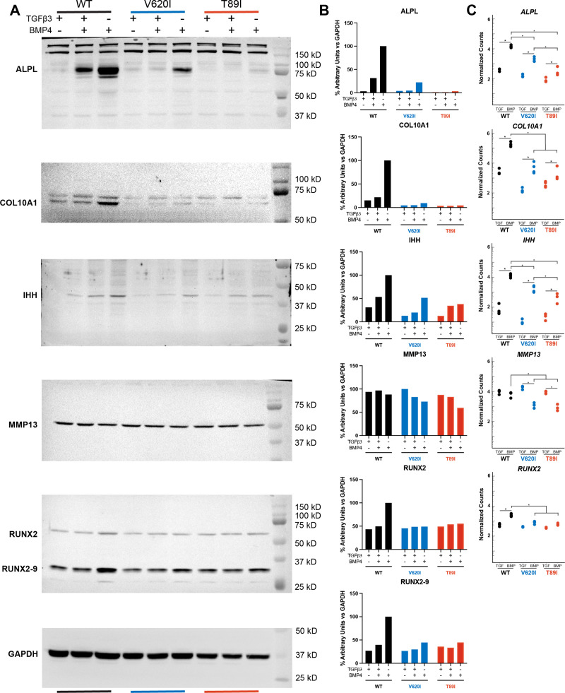 Figure 5—figure supplement 1.