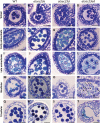 Fig. 8.