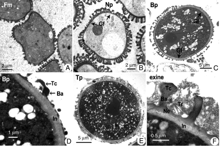 Fig. 8.