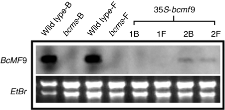 Fig. 5.