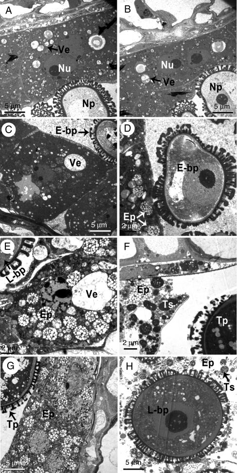 Fig. 9.