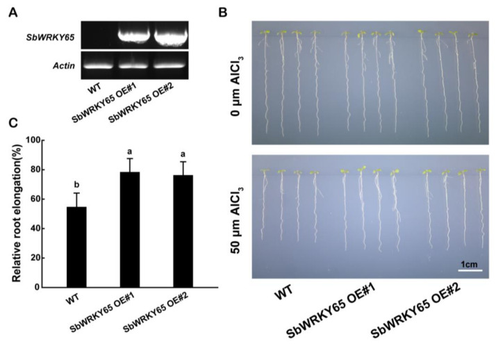 Figure 6