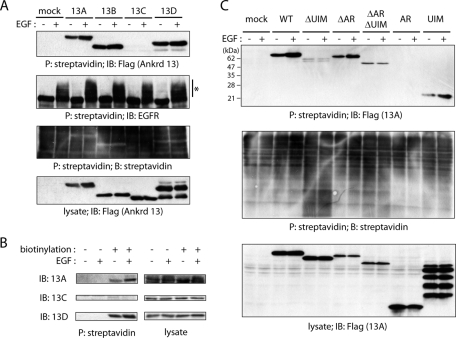 FIGURE 6: