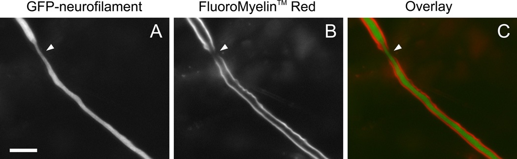 Fig. 7