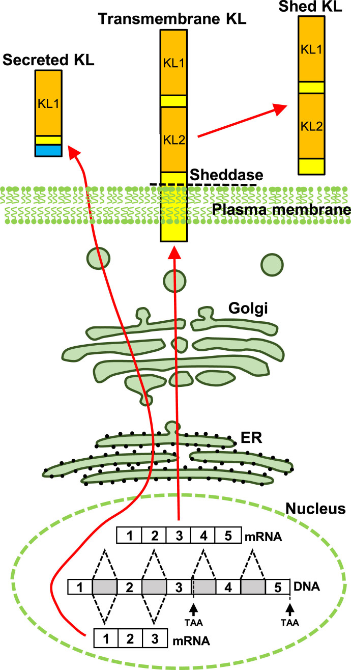 Fig.1