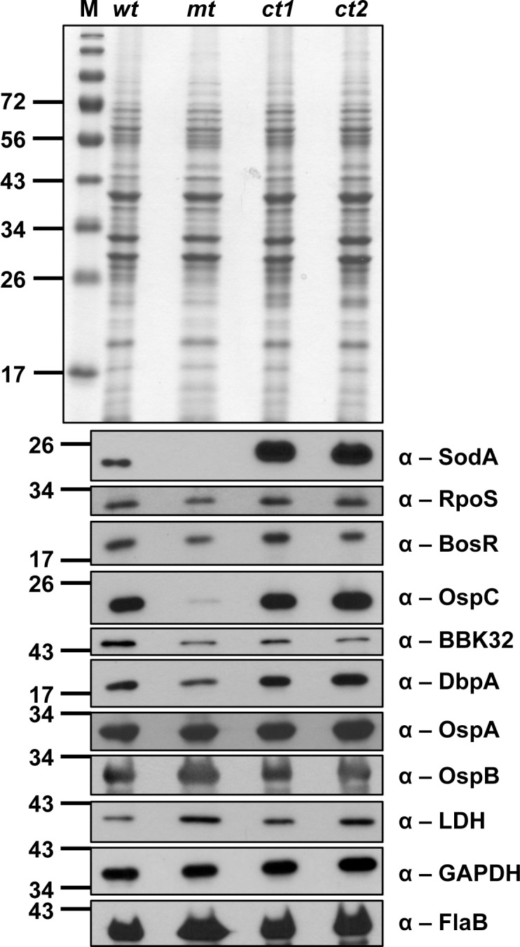 Fig 5