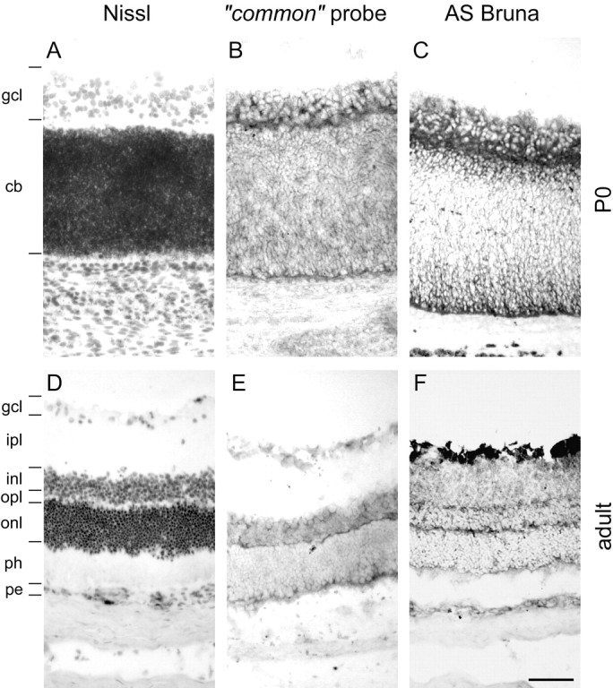 Fig. 8.