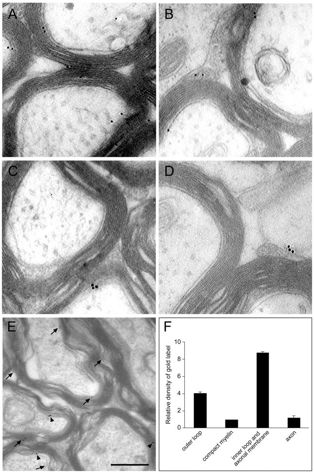 Fig. 10.