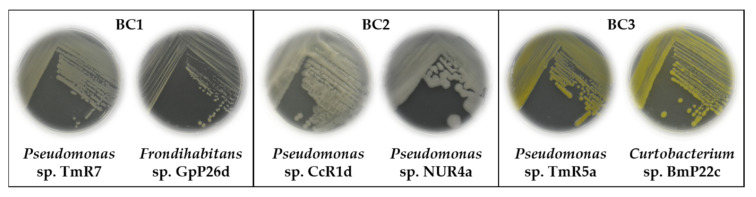 Figure 5