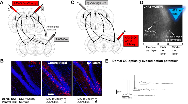 Figure 3