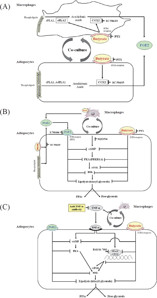 Fig 1.