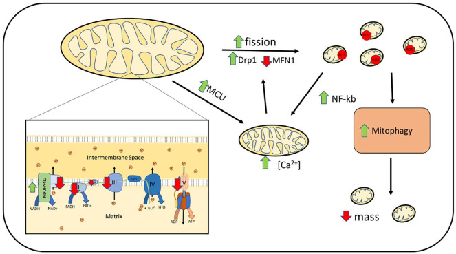 Figure 5.