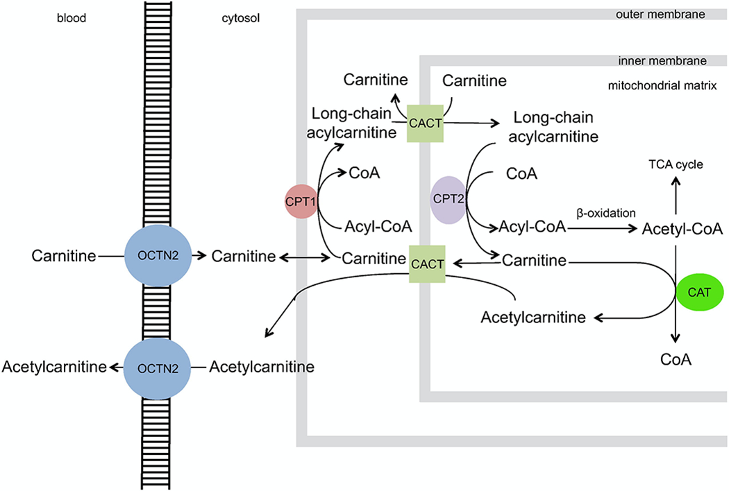 Figure 1: