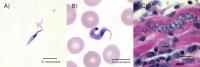 FIG 1