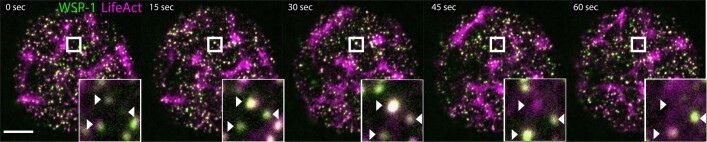 Extended Data Fig. 9