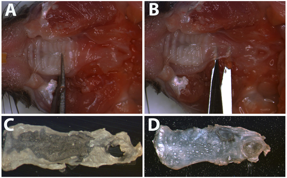 Figure 2: