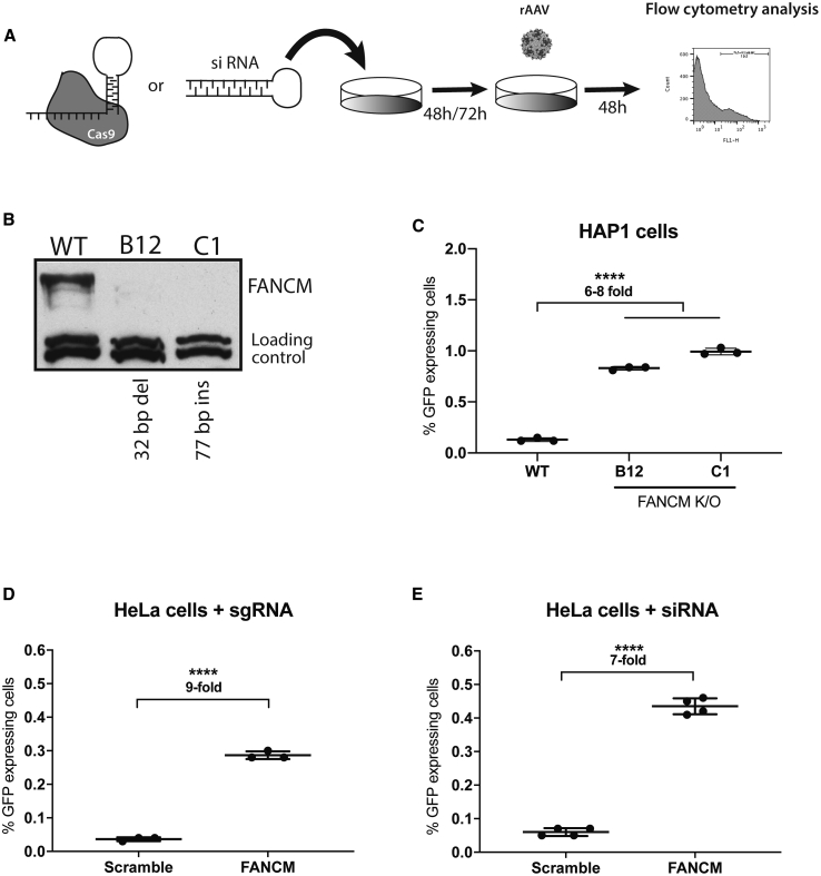 Figure 2