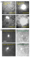 Fig. 8