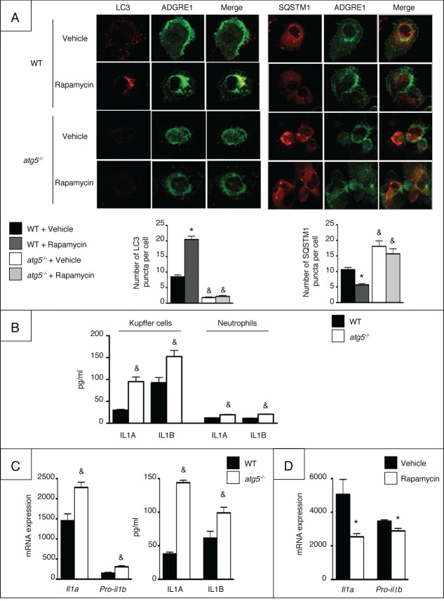 Figure 1 (See previous page).