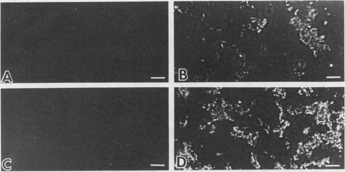 Fig. 12