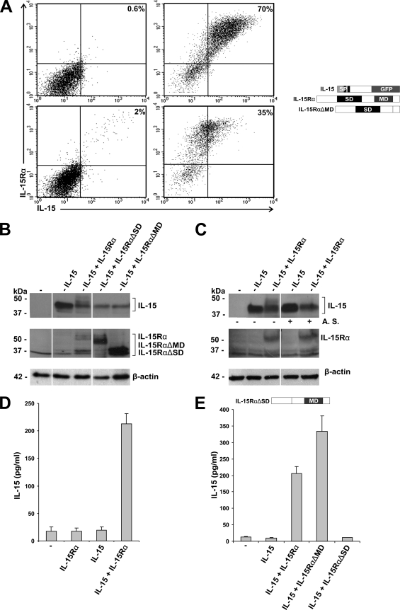 FIG. 1.