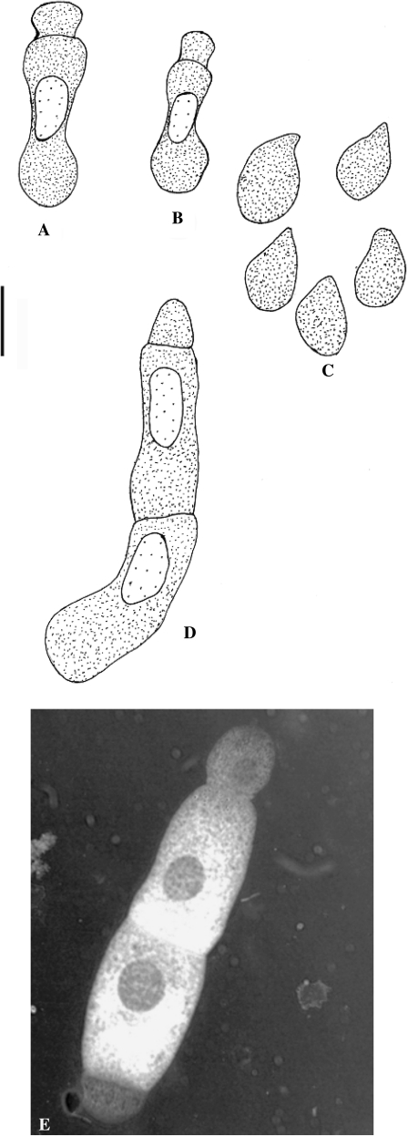 Fig. 1