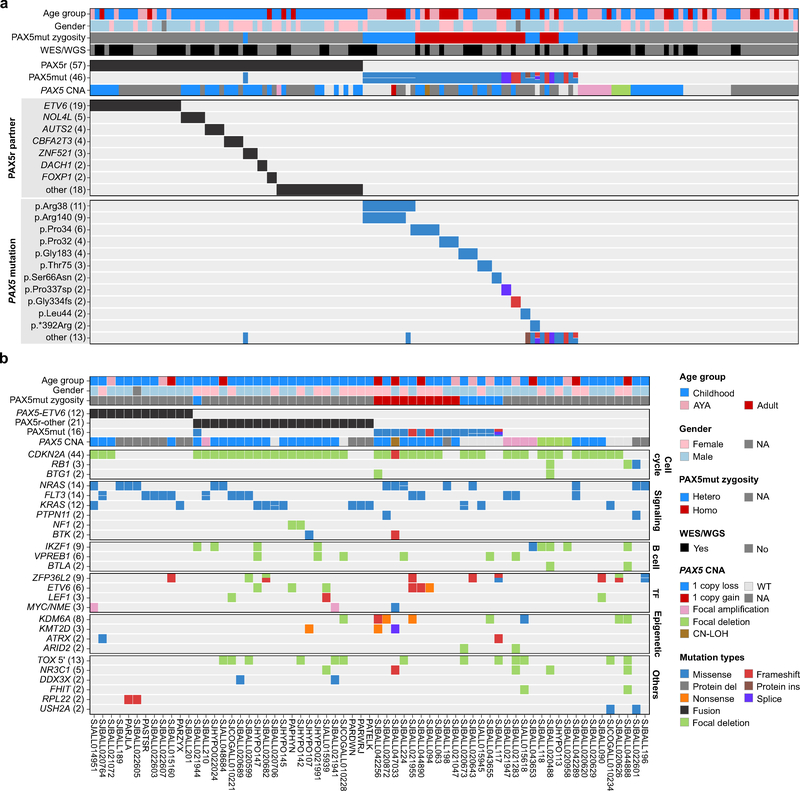 PAX5-driven Subtypes Of B-progenitor Acute Lymphoblastic Leukemia - PMC