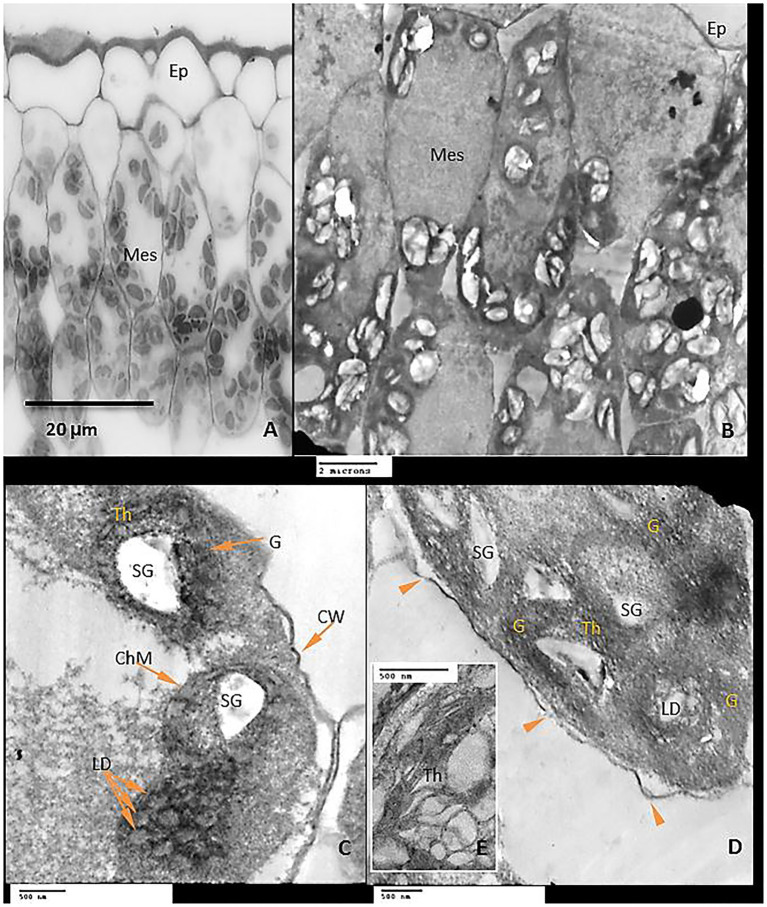 Figure 10