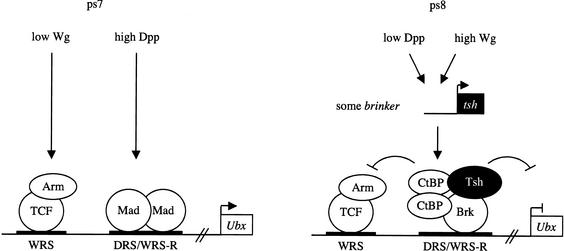 Figure 7