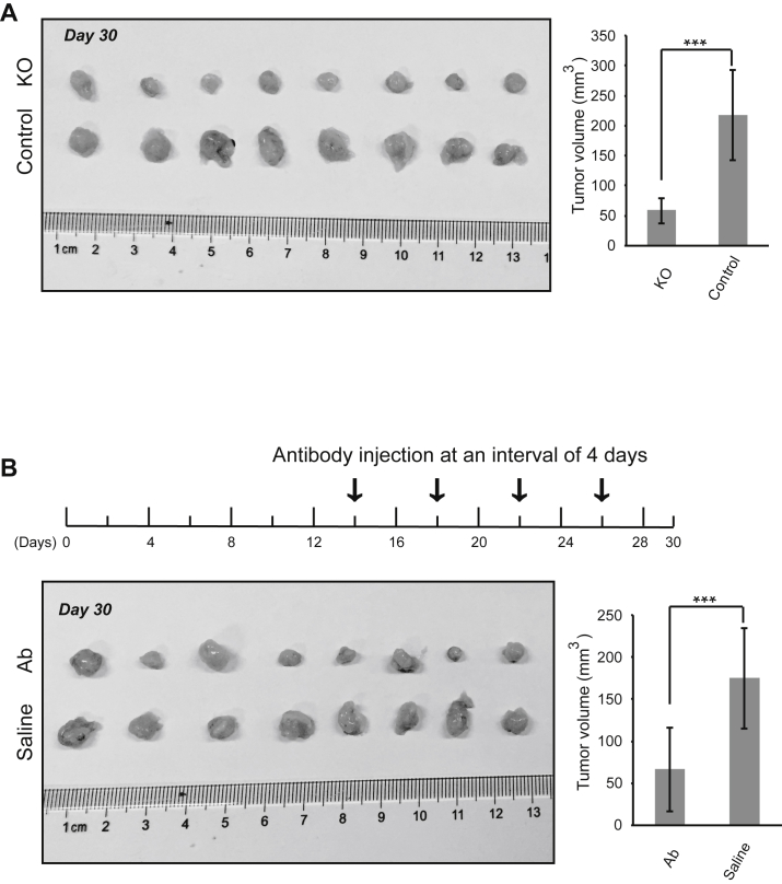 Figure 7