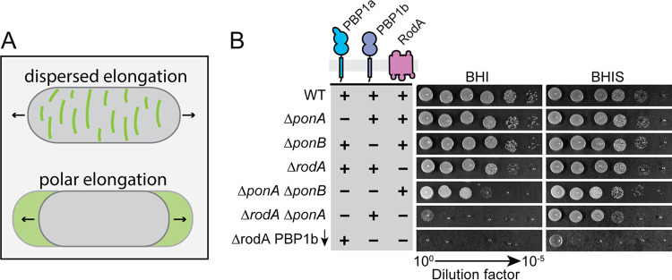 FIG 1