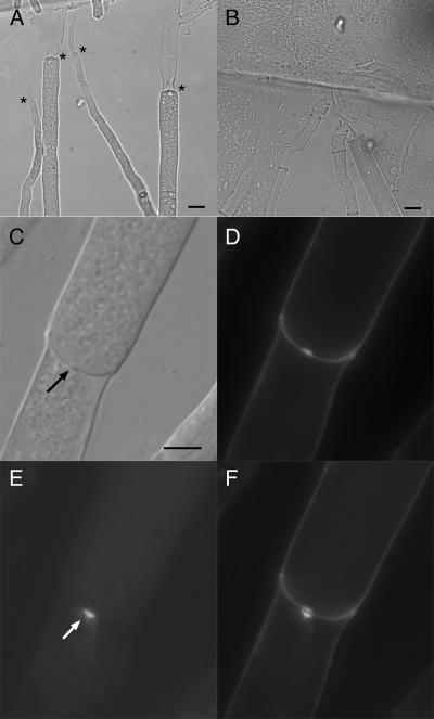 FIG. 5.