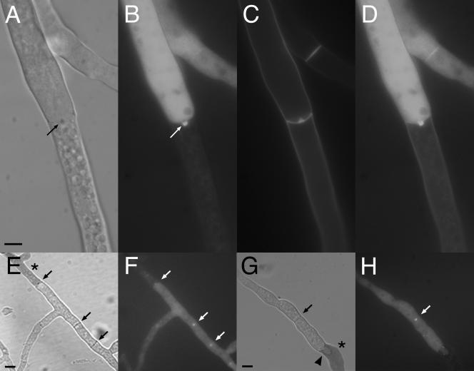 FIG. 7.