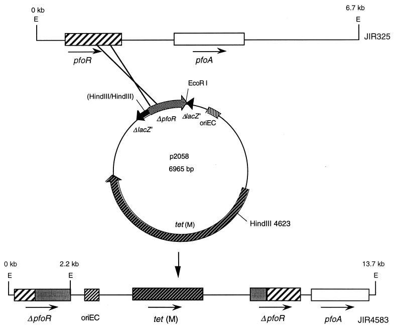 FIG. 2.