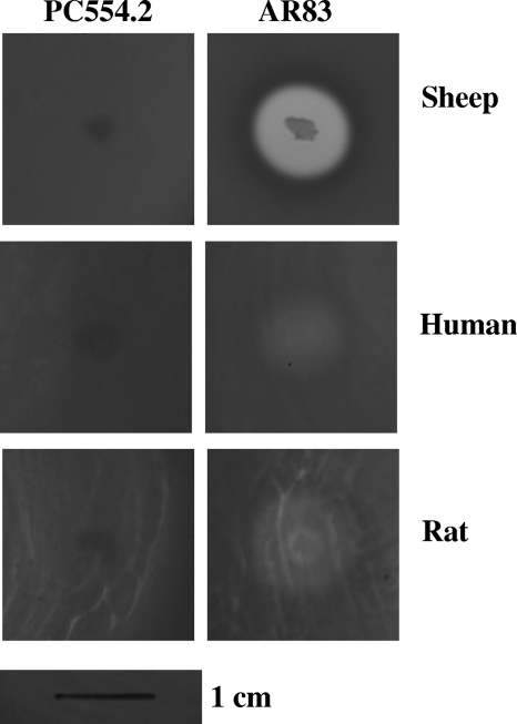 Fig. 5.