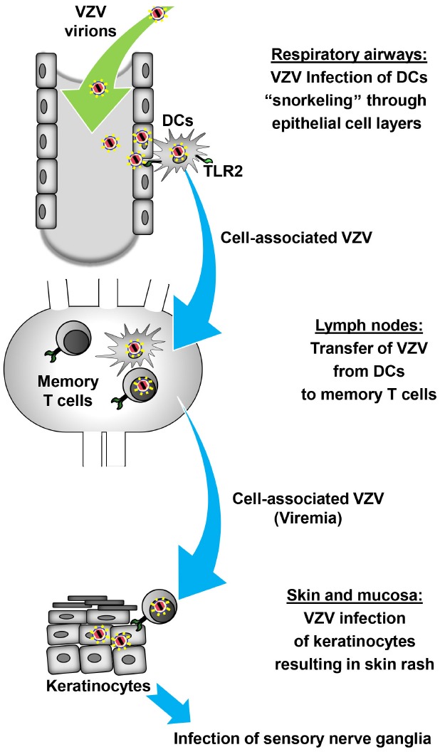 FIGURE 1