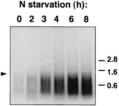 FIG. 1