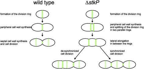 Fig. P1.