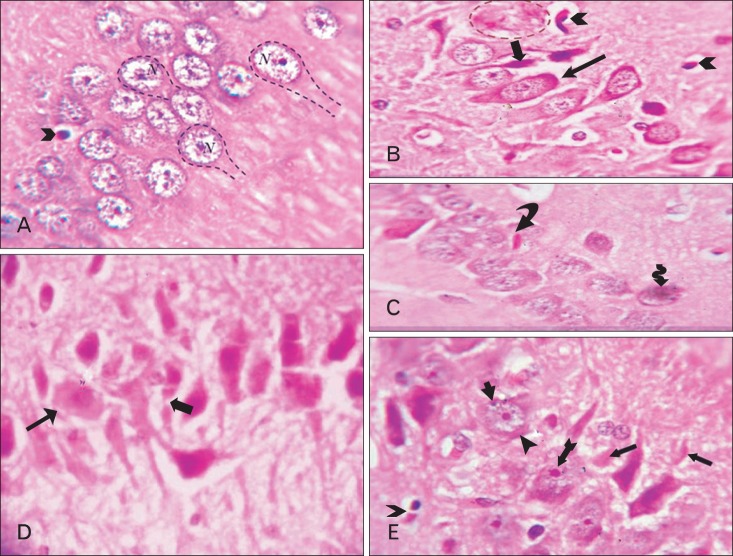 Fig. 5