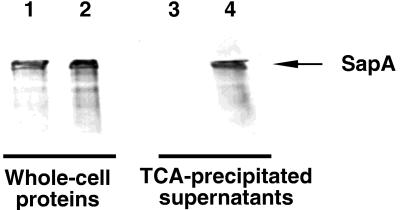 FIG. 5