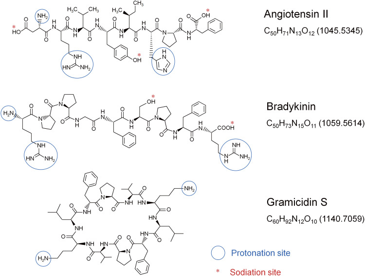 Fig. 1. Chemical structure of angiotensin II (A), bradykinin (B), and gramicidin S (G).