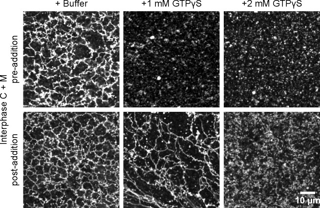 Figure 6—figure supplement 1.