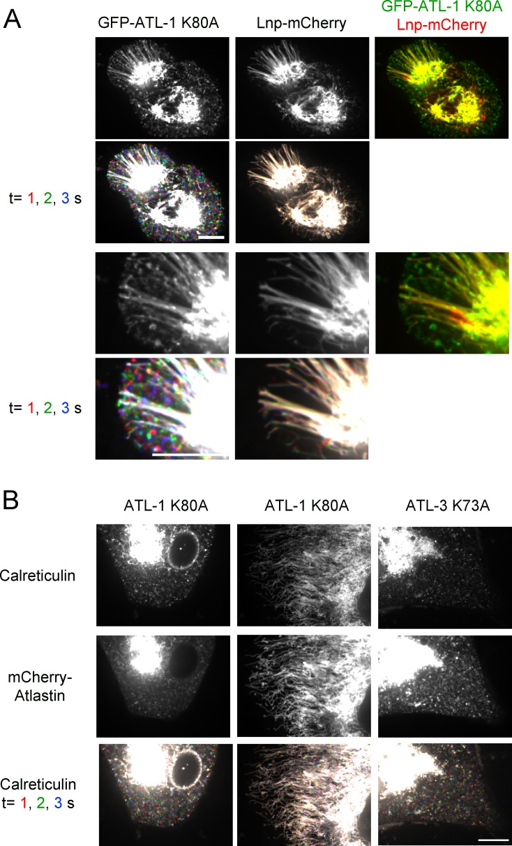 Figure 10—figure supplement 1.