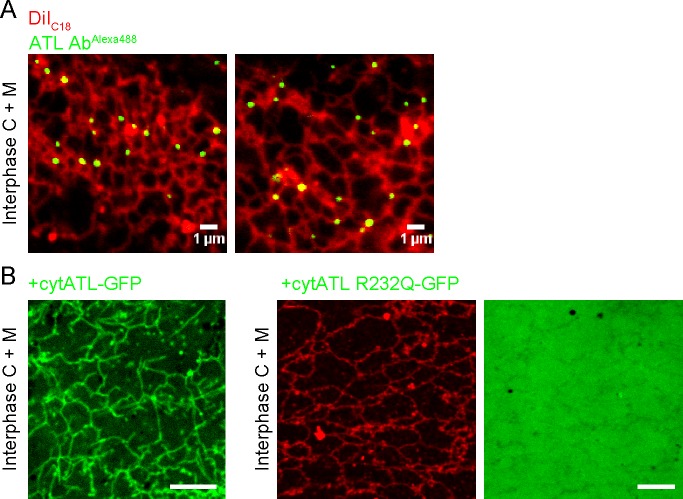 Figure 5—figure supplement 1.