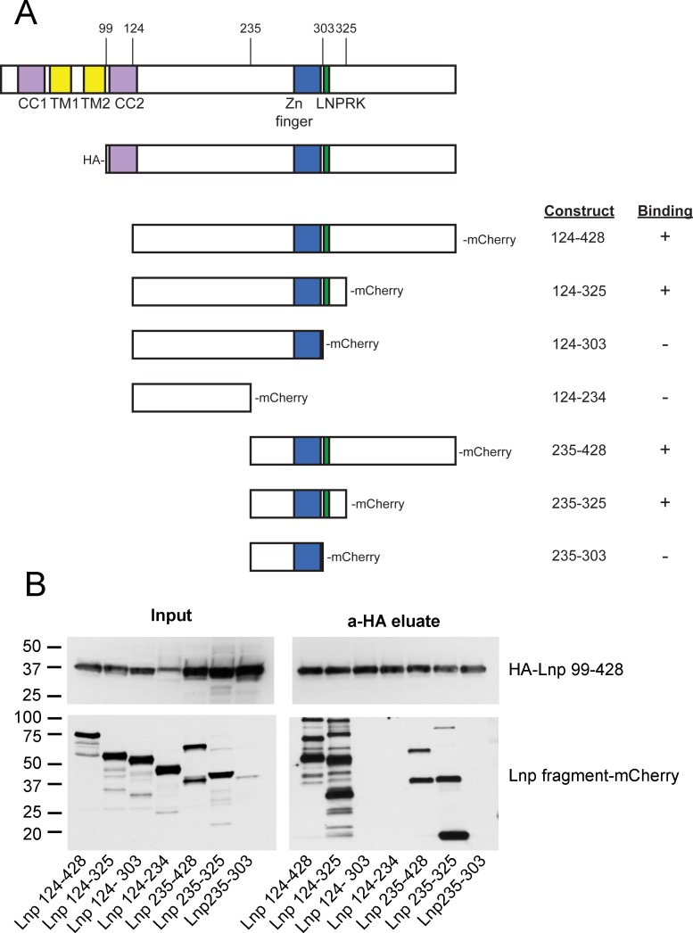 Figure 9—figure supplement 1.