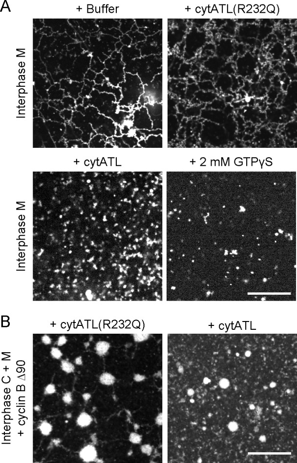 Figure 2—figure supplement 1.