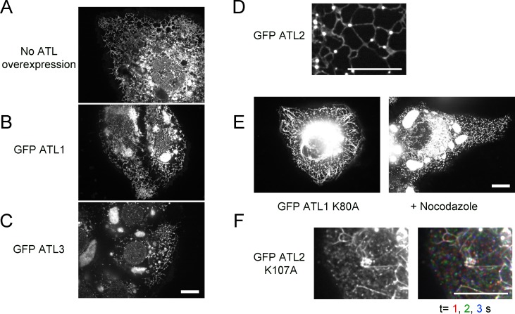 Figure 1—figure supplement 1.