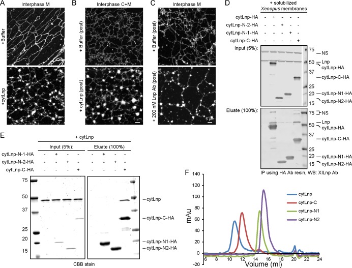 Figure 11—figure supplement 1.