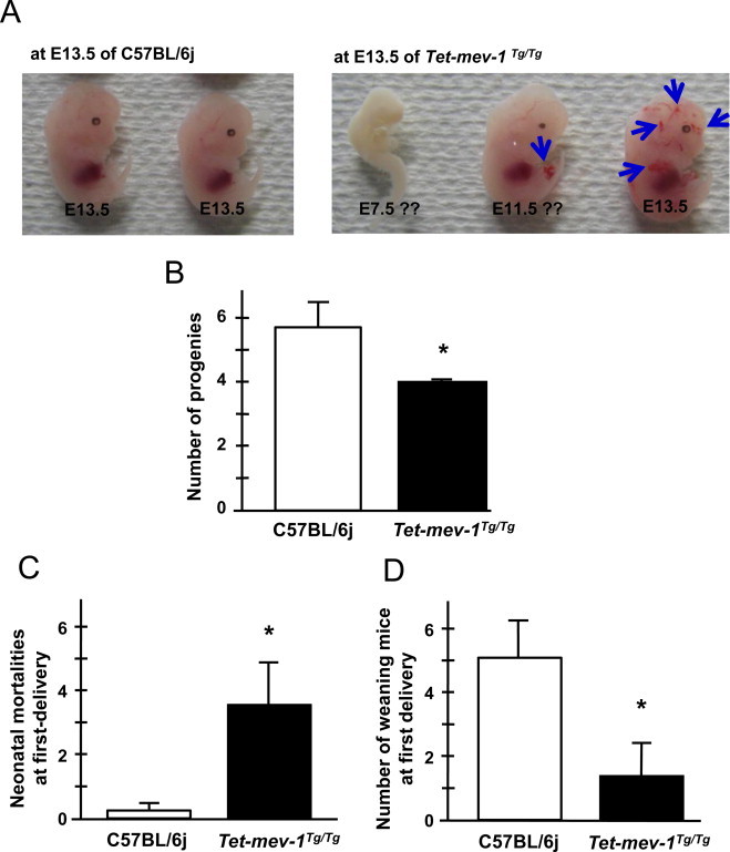 Fig. 6