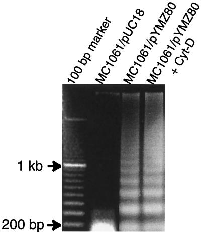 FIG. 5